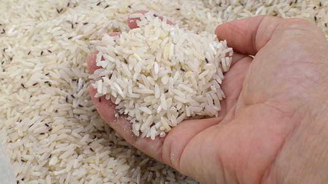 Pest control rice
