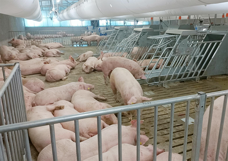 Pig farm Korea