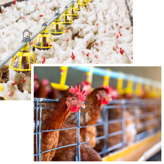 Poultry Japan